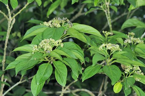 紫黃屬|紫黃(恆春熱帶植物園)